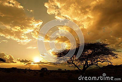 African sunet (Kenya) Stock Photo