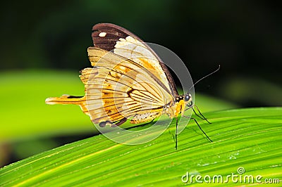 The african swallowtail Stock Photo