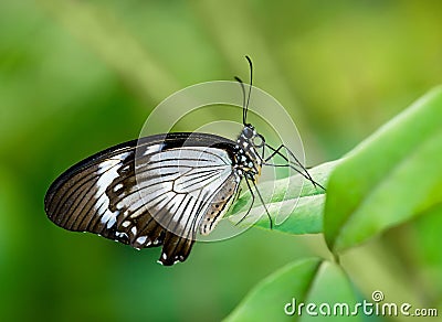 African Swallowtail butterfly Stock Photo