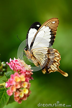 African Swallowtail butterfly, Papilio dordanus, sitting on the white flower. Insect in the dark tropic forest, nature habitat. Wi Stock Photo