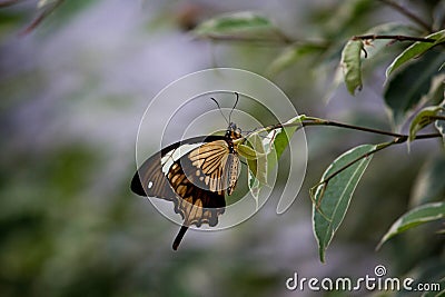 African Swallowtail butterfly Stock Photo