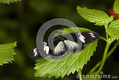 African Swallowtail, papilio dardanus, Butterfly standing on Leaf Stock Photo