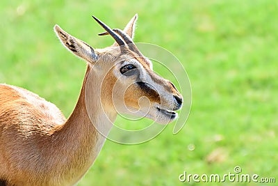 African Thomson`s Gazelle Stock Photo