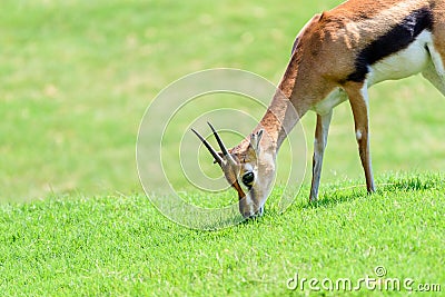 African Thomson`s Gazelle Stock Photo