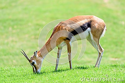 African Thomson`s Gazelle Stock Photo