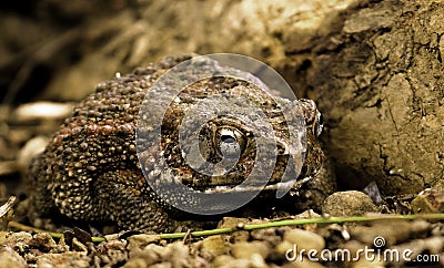 African Toad Stock Photo