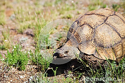 African Tortoise Stock Photo