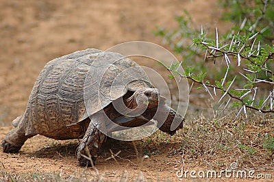 African tortoise Stock Photo