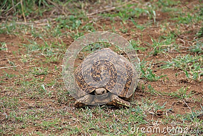 African tortoise Stock Photo