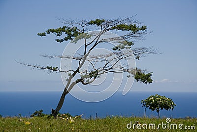 African Tree in Kona Stock Photo