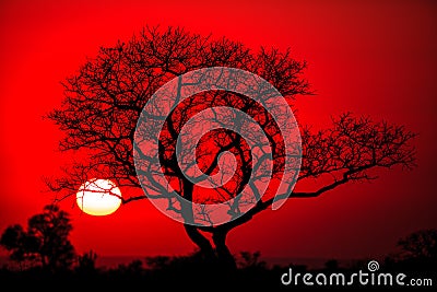 African tree Stock Photo