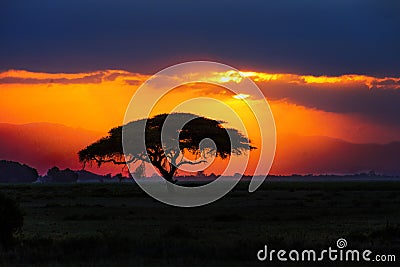 African tree silhouette on sunset in savannah, Africa, Kenya Stock Photo