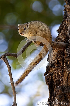 African Tree Squirrel - Botswana Stock Photo