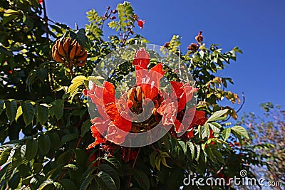 African tulip tree or Fire bell, colorful flower plant Stock Photo