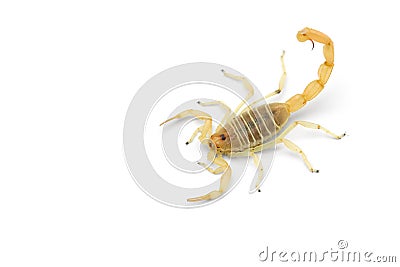 African venom Scorpion isolated on white background Stock Photo
