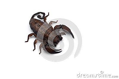 African venom Scorpion isolated on white background Stock Photo