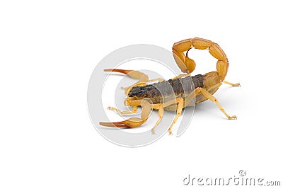 African venom Scorpion isolated on white background Stock Photo