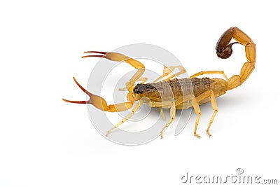 African venom Scorpion isolated on white background Stock Photo