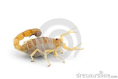 African venom Scorpion isolated on white background Stock Photo