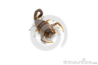 African venom Scorpion isolated on white background Stock Photo