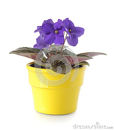 African Violet Stock Photo