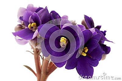 African violet Stock Photo