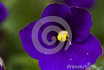 African violet Stock Photo