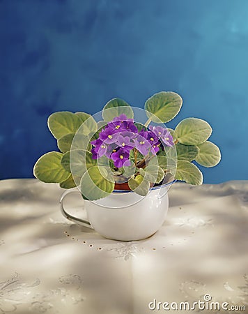 African Violet Stock Photo