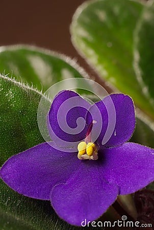 African Violet Stock Photo