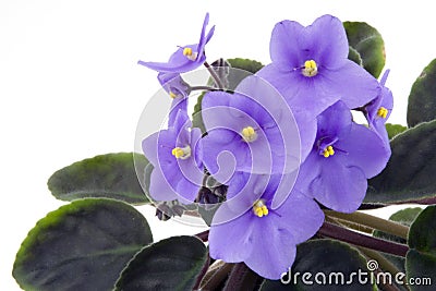 African Violet Stock Photo