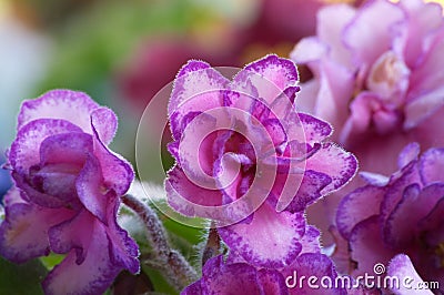 African violet #9 Stock Photo