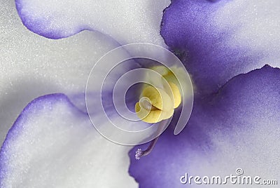 African Violet Stock Photo