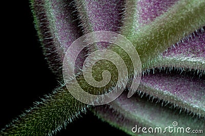 African Violet Detail Stock Photo