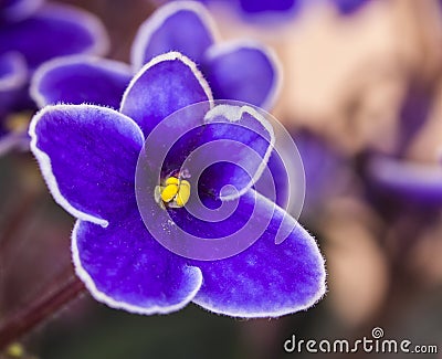 African violet Stock Photo