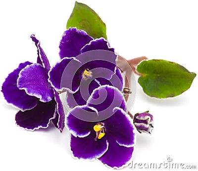 African violet Stock Photo