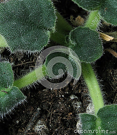 African Violet Leaves Stock Photo