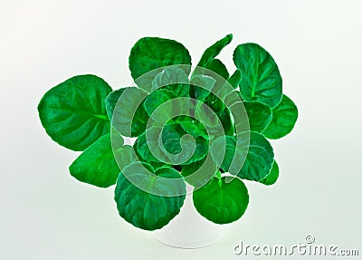 African Violet Leaves Stock Photo