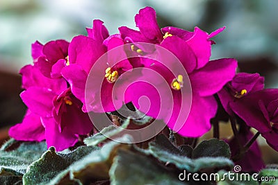 African violet (pink saintpaulia ionantha) houseplant closeup. Stock Photo