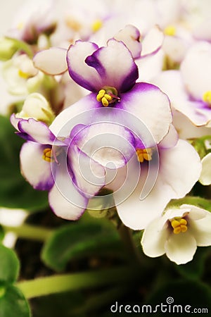 African Violet Plant Stock Photo