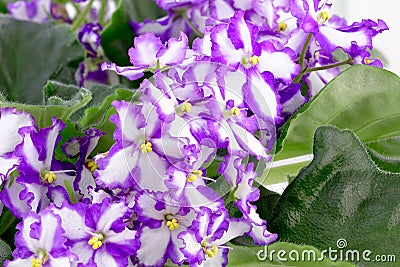 African violet, Saintpaulia ionantha Stock Photo