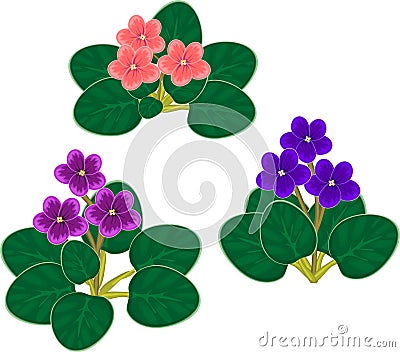 African violets Saintpaulia plants with purple, blue and pink flowers Stock Photo