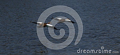 African Water Birds, Egyptian gees flying away Stock Photo