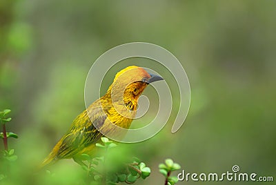 African Weaver Bird Stock Photo