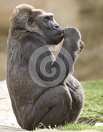 African western lowlands gorilla male juvenile 2 Stock Photo