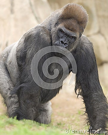 African western lowlands gorilla silverback Stock Photo