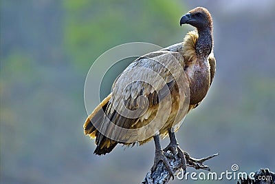 African White-backed Vulture (Gyps africanus) Stock Photo