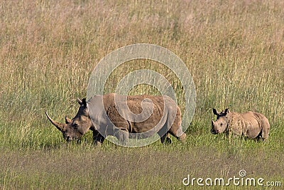 African White Rhino Stock Photo