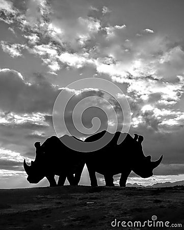 African White Rhino Couple Silhouette Stock Photo