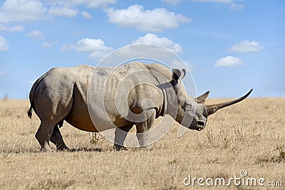 African white rhino Stock Photo