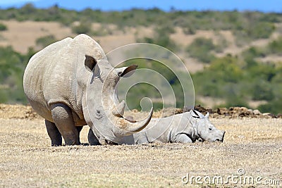 African white rhino Stock Photo